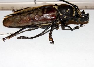 1914.  Cerambycidae.  Callipogon Relictus.  Male Freak 80mm.  Russian Far East
