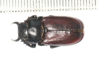Coleoptera Beetle Lucanidae Noseolucanus Zhengi F Tibet