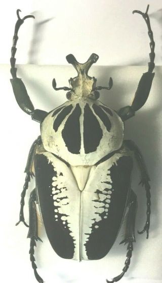 Cetoniinae - Goliathus Regius 90,  - Cote D`ivoire