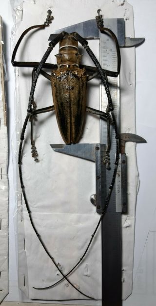Monster Cerambycidae : Batocera Wallacei Proserpina 88mm Kei Isl. ,  Indonesia.