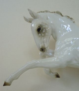 Hutschenreuther - Rosenthal Thoroughbred Foal Horse Porcelain Figurine Ca.  1955
