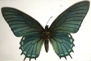 Lepidoptera/papilionidae Papilio Xanthopleura Female Rare From Brasil 2019