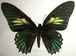 Lepidoptera/papilionidae Papilio Xanthopleura F Diaphora Male From Brasil 2019