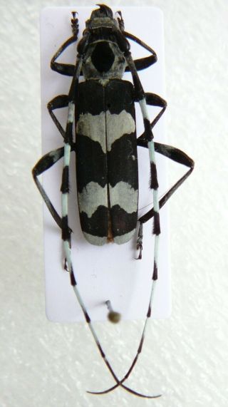 Set 5 Species Male Rosalia Cerambycidae Beetles