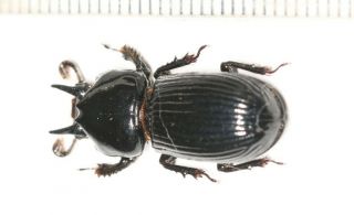 Beetle Specimen Passalidae Sp.  Horned Rare W.  Sichuan