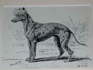 1895 Antique Mexican Hairless Dog Pen & Ink Drawing By S.  T.  Dadd Chinese Crested