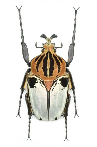 Cetoniidae Goliathus Cacicus 85mm From Ivory Coast