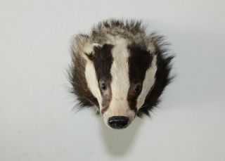 European Badger head taxidermy shoulder mount 8 3