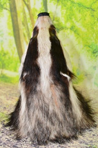 European Badger head taxidermy shoulder mount 8 7