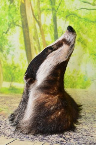 European Badger head taxidermy shoulder mount 8 8