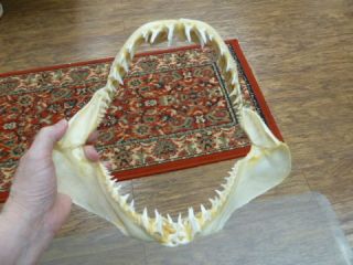 (sj - 250 - 130 - 1) 12 " Mako Shortfin Shark Jaw I Love Sharks Jaws Teeth Taxidermy