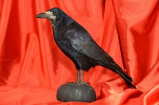 Rook Crow Taxidermy Mount Gothic Stuffed Bird Saatkrähe Präparat R04