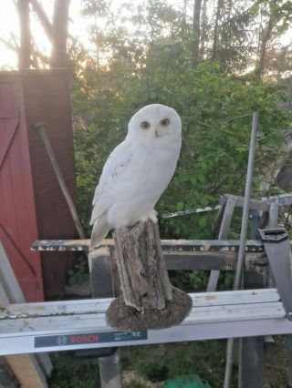 Taxidermy Bird Präparat Snowy Owl