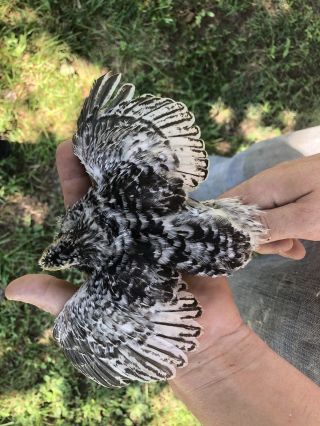 700,  Mixed Coturnix Quail Hatching Eggs By Myshire Includes 20 Different Colors