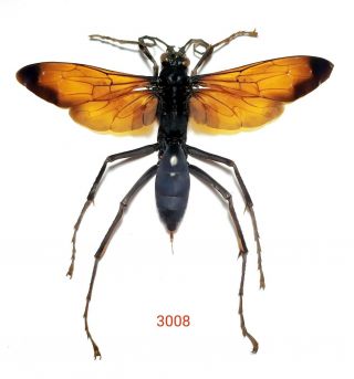1x.  Hymenoptera Species 56mm From Central Sulawesi (3008)