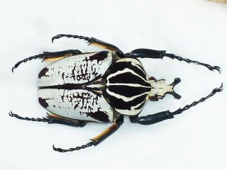 Goliathus Quadrimaculatus/striatus Male Very Big 84mm,  Cameroon