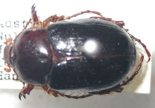 Dynastidae Enracius Longipes Male A1 (australia) Very Rare