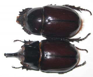 Dynastidae Heterogomphus Mirabilis Pair A1 Male 57mm (peru) Xxl Very Rare