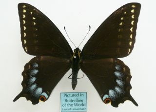 Papilio Indra Kaibabensis Male From Grand Canyon,  Usa (pictured In Butterflies