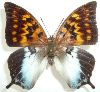 Charaxes Marki Female From Timor Isl.  (repaired),  Very Rare,