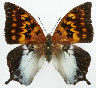 CHARAXES MARKI FEMALE FROM TIMOR ISL.  (repaired),  VERY RARE, 2