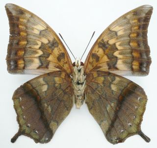 CHARAXES MARKI FEMALE FROM TIMOR ISL.  (repaired),  VERY RARE, 3