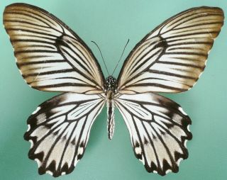 Papilio Jordani Female From Sulawesi,  Rare,  (small Repaired)