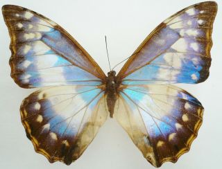 Morpho Cypris Cypris Female Form Cyanites From Colombia Old Specimen Ex Coll.  Ni