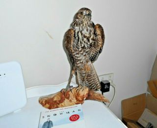 Taxidermy Bird European Hawk Or Falcon On Log Height 16 Inch Or 41 Cm