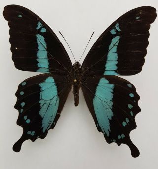 Rare Papilio Charopus Charopus Male,  From Cameroun