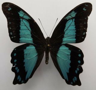 Top Rarity : Papilio Nerminae Male,  From Sao Tome