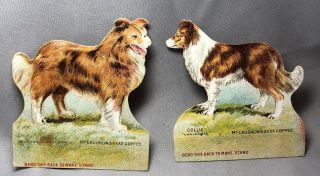 2 1890 Collie Dog Champion Mclaughlin Coffee Victorian Advertising Trade Card