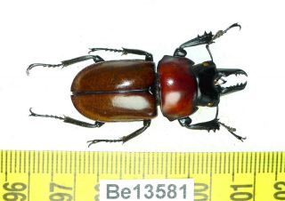Neolucanus Baongocae Lucanidae Stag Beetle Real Insect Vietnam Be (13581)