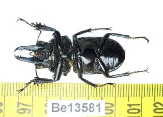 Neolucanus baongocae Lucanidae Stag Beetle Real Insect Vietnam Be (13581) 3