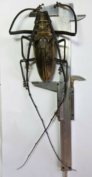 Monster Cerambycidae : Batocera Wallacei Proserpina 85,  Mm Kei Isl. ,  Indonesia.