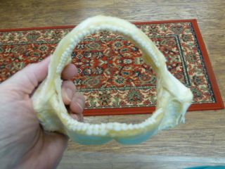 (sj275 - 30 - 1) 6 " Tawny Nurse Shark Jaw Species Carpet Sharks I Love Jaws Teeth