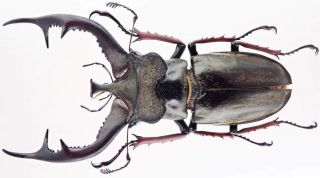 Insect - Lucanidae Lucanus Furcifer - Tibet - Male 66mm.