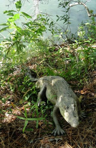 Alligator Garden Sculpture Life Size Crocodile Statue 4 Ft Long 5
