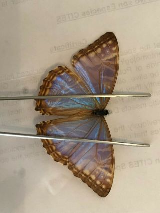 Morpho Rhodopteron Nevadensis Female - Good A - - Rare - Colombia