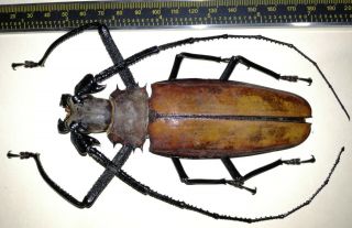Cerambycidae/prioninae Callipogon Armillatus Male 126 Mm From Peru