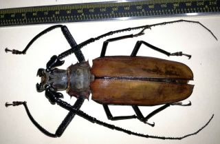 Cerambycidae/prioninae Callipogon Armillatus Male 125 Mm From Peru