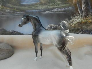 Peter Stone Arabian Horse - 2014 Glossy Extreme Custom Dah By Jackie Turner - Wow