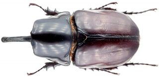Insect - Dynastidae Heterogomphus Mirabilis - N.  Peru - Monster Pair 60mm.
