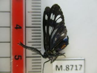 M8717.  Unmounted butterflies: Zygaenidae sp.  South Vietnam.  Dong Tien 2