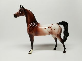 Peter Stone Model Horse Glossy Appaloosa Arabian