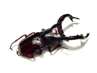 Special size 82.  6mm Hexarthrius forsteri nyishi Insect beetle specimen (A -) 4