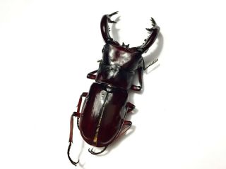 Special size 82.  6mm Hexarthrius forsteri nyishi Insect beetle specimen (A -) 5