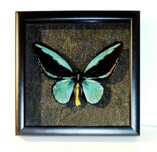 Ornithoptera Aesacus Male In A Frame Of Good Breed Siberian Wood.  Rare