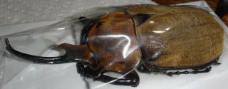 Huge Megasoma Elephas 118.  3mm Mexico Male Rhino Beetle Insect Entomology
