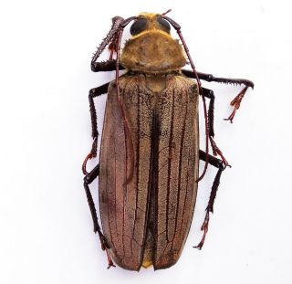 Xixuthrus Stumpei - Prioninae 64mm Female From Watut Mountain Papua Guinea